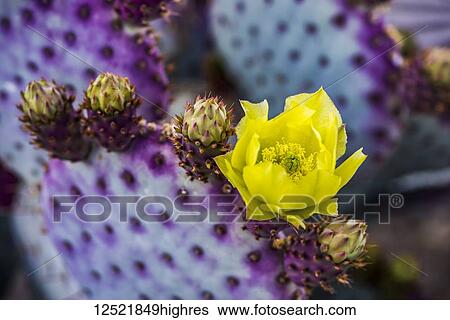 Stock Photograph - The pollen laden center in the yellow bloom of a Prickly Pear Cactus (Opuntia) flower and future buds; Arizona, United States of America. Fotosearch