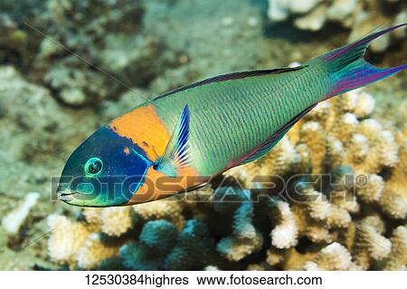 Stock Photograph - The Saddle Wrasse (Thalassoma duperrey) is endemic to Hawaii. It was photographed while scuba diving off Kauai, Hawaii, during the spring; Kauai, Hawaii, United States of America. Fotosearch
