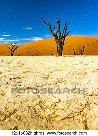 The salt pan of Deadvlei; Sossusvlei, Hardap Region, Namibia View Large Photo Image Stock Photograph - The salt pan of Deadvlei; Sossusvlei, Hardap Region, Namibia. Fotosearch