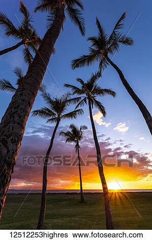 The sun sets behind silhouetted palm trees; Kihei, Maui, Hawaii, United States of America View Large Photo Image Stock Photograph - The sun sets behind silhouetted palm trees; Kihei, Maui, Hawaii, United States of America. Fotosearch