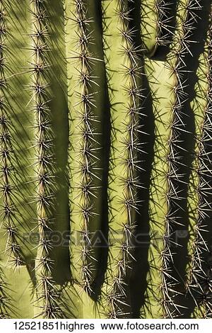 Stock Photograph - The very sharp and prickly spines of a Saguaro cactus (Carnegiea gigantea); Arizona, United States of America. Fotosearch