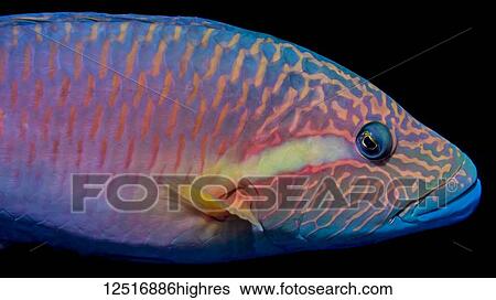 Stock Photograph - The vivid colors of a Ringtail Wrasse (Oxycheilinus unifasciatus) viewed in the Pacific Ocean off the coast of Kona; Island of Hawaii, Hawaii, United States of America. Fotosearch