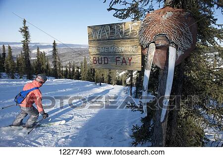 The Walrus run at Mt. Aurora Skiland near Cleary Summit north of Fairbanks, Alaska View Large Photo Image Stock Image - The Walrus run at Mt. Aurora Skiland near Cleary Summit north of Fairbanks, Alaska. Fotosearch