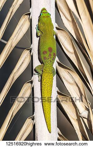 Stock Photograph - This gold dust day gecko (Phelsuma laticauda) resting on a palm tree was photographed on the Kona coast of the Big Island, Hawaii, where it is an introduced species; Island of Hawaii, Hawaii, United States of America. Fotosearch