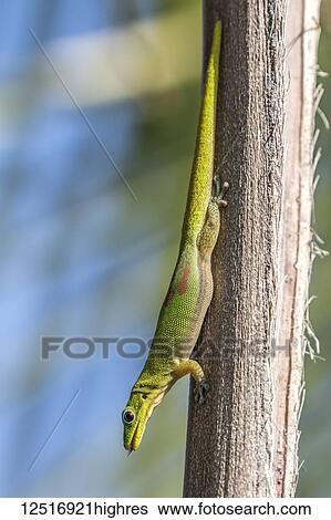 Stock Photograph - This gold dust day gecko (Phelsuma laticauda) resting on a palm tree was photographed on the Kona coast of the Big Island, Hawaii, where it is an introduced species; Island of Hawaii, Hawaii, United States of America. Fotosearch