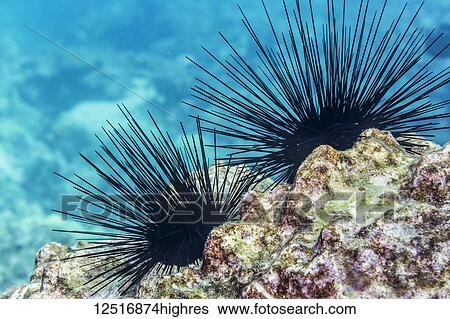 Stock Photograph - This pair of venomous long-spined urchins (Diadema paucispinum) perched on a reef was photographed while scuba diving along the Kona Coast; Island of Hawaii, Hawaii, United States of America. Fotosearch
