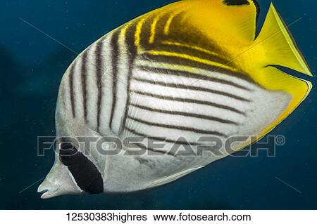 Stock Photograph - This Threadfin Butterflyfish (Chaetodon auriga) was photographed while scuba diving near Poipu, Kauai Island, Hawaii, during the spring; Kauai, Hawaii, United States of America. Fotosearch