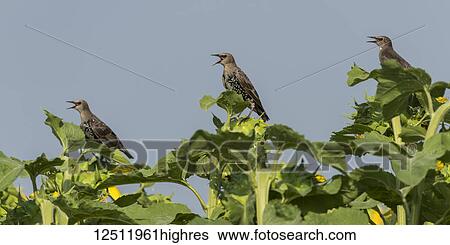 Stock Photograph - Three birds perched on the tops of sunflower plants and chirping against a blue sky; Manitoba, Canada. Fotosearch