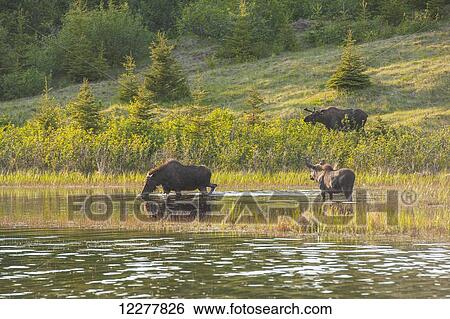 Three bull moose forage for food at a pond off the Coastal Trail in Kincaid Park, Anchorage, Southcentral Alaska. View Large Photo Image Stock Photograph - Three bull moose forage for food at a pond off the Coastal Trail in Kincaid Park, Anchorage, Southcentral Alaska.. Fotosearch