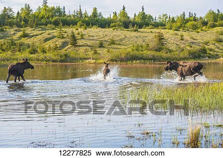 Three bull moose forage for food in a pond off the Coastal Trail in Kincaid Park, Anchorage, Southcentral Alaska. View Large Photo Image Stock Photography - Three bull moose forage for food in a pond off the Coastal Trail in Kincaid Park, Anchorage, Southcentral Alaska.. Fotosearch