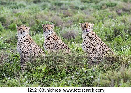 Stock Photograph - Three cheetahs (Acinonyx jubatus) sitting in a row; Ndutu, Tanzania. Fotosearch