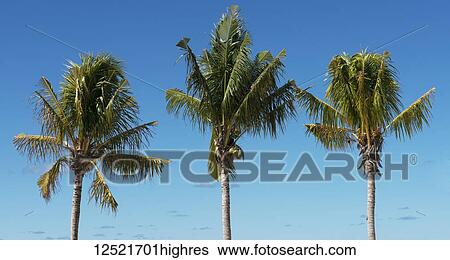 Three coconut trees against a blue sky; Grand Turk Island, Turks and Caicos Islands View Large Photo Image Stock Photograph - Three coconut trees against a blue sky; Grand Turk Island, Turks and Caicos Islands. Fotosearch