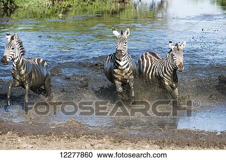 Stock Image - Three Common Zebras (Equus quagga) splashing through water in Serengeti National Park; Tanzania. Fotosearch