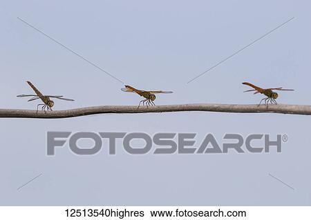 Stock Photograph - Three dragonflies resting on a tree branch, Tonle Sap; Siem Reap, Cambodia. Fotosearch