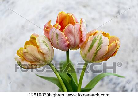 Three peach coloured tulips on a grey marbled background; Surrey, British Columbia, Canada View Large Photo Image Stock Photograph - Three peach coloured tulips on a grey marbled background; Surrey, British Columbia, Canada. Fotosearch