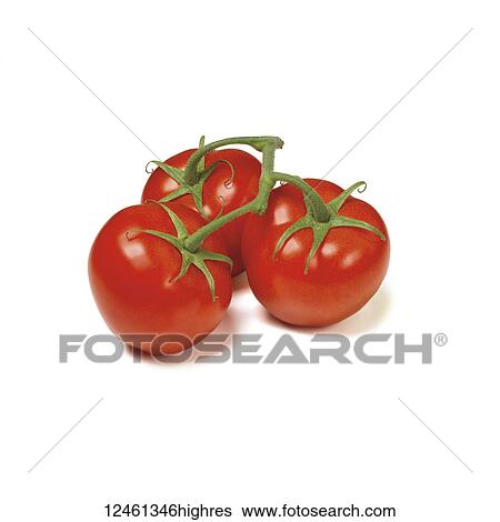 Three tomatoes on the vine on a white background View Large Photo Image Stock Photograph - Three tomatoes on the vine on a white background. Fotosearch
