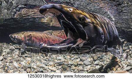 Stock Photograph - To encouage his mate to spawn, a male Coho Salmon, also known as Silver Salmon (Oncorhynchus kisutch) gapes in an Alaskan stream during the autumn; Alaska, United States of America. Fotosearch