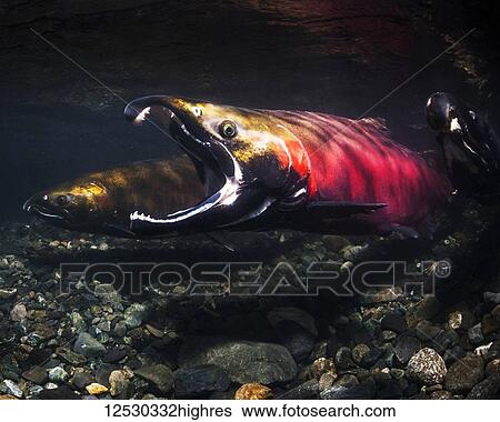 To encouage his mate to spawn, a male Coho Salmon, also known as Silver Salmon (Oncorhynchus kisutch) gapes in an Alaskan stream during the autumn; Alaska, United States of America View Large Photo Image Stock Photograph - To encouage his mate to spawn, a male Coho Salmon, also known as Silver Salmon (Oncorhynchus kisutch) gapes in an Alaskan stream during the autumn; Alaska, United States of America. Fotosearch