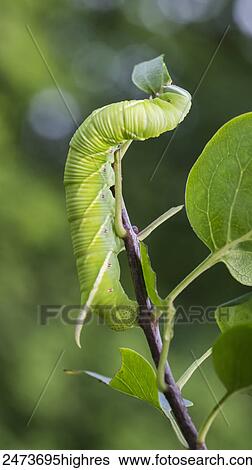 Stock Photograph - Tobacco Hornworm caterpillar (Manduca sexta) climbing a plant stem; Ontario, Canada. Fotosearch