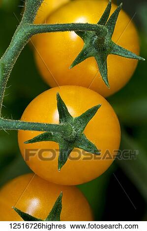 Tomatoes growing on a vine View Large Photo Image Stock Photograph - Tomatoes growing on a vine. Fotosearch