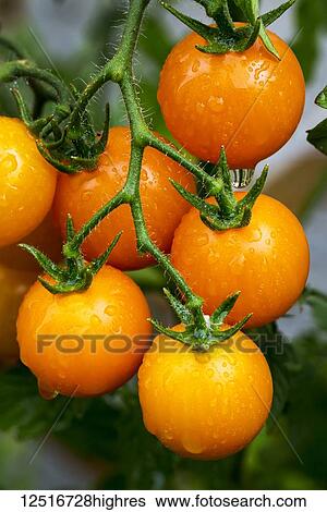 Stock Photograph - Tomatoes growing on a vine. Fotosearch