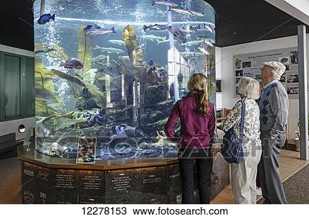 Tourists watching fish in a salt water aquarium, Macaulay Salmon Hatchery, Juneau, Southeast Alaska View Large Photo Image Stock Image - Tourists watching fish in a salt water aquarium, Macaulay Salmon Hatchery, Juneau, Southeast Alaska. Fotosearch