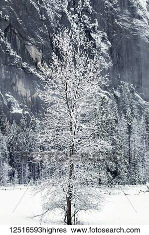 Stock Photograph - Tree blanketed with snow, Yosemite National Park, California, USA. Fotosearch