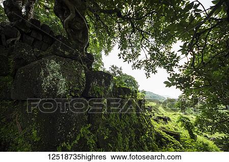 Stock Photograph - Tree growing out of the ruins in the Vat Phou Temple Complex; Champasak, Laos. Fotosearch