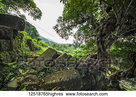 Tree growing out of the ruins in the Vat Phou Temple Complex; Champasak, Laos View Large Photo Image Stock Photograph - Tree growing out of the ruins in the Vat Phou Temple Complex; Champasak, Laos. Fotosearch