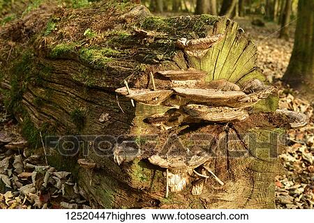 Tree stump and moss, Bolam Lake; Northumberland, England View Large Photo Image Stock Photograph - Tree stump and moss, Bolam Lake; Northumberland, England. Fotosearch