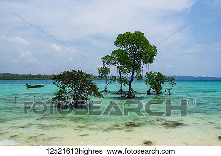 Stock Photograph - Trees growing in the turquoise waters off the shore; Andaman Islands, India. Fotosearch