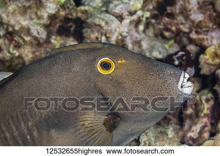Stock Photograph - Triggerfish (Balistidae); Makena, Maui, Hawaii, United States of America. Fotosearch