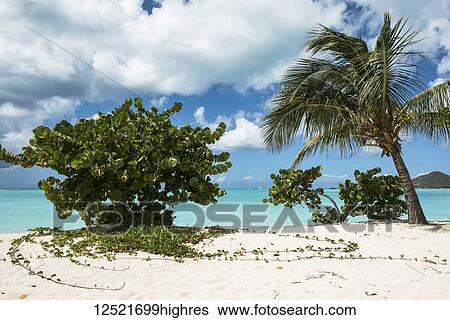 Stock Photograph - Tropical Jolly Harbour beach along the Caribbean Sea with white sand and trees; Antigua and Barbuda. Fotosearch