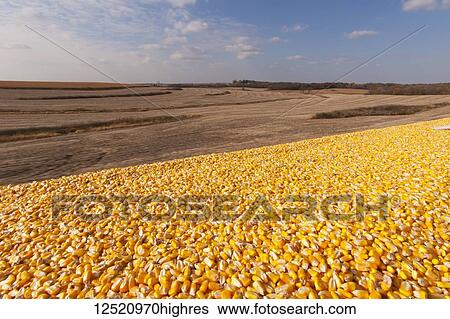 Stock Photograph - Truckload of corn frames a harvest scene during corn harvest, near Nerstrand; Minnesota, United States of America. Fotosearch
