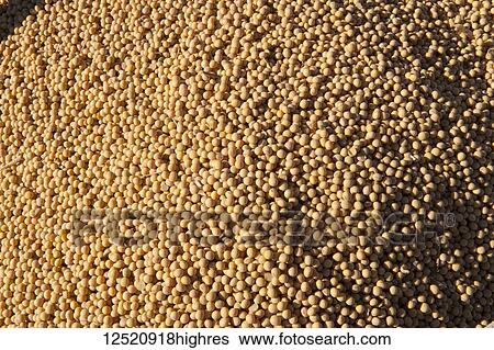 Stock Photograph - Truckload of soybeans; Minnesota, United States of America. Fotosearch