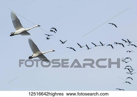Tundra Swan (Cygnus columbianus) migration, Lower Klamath National Wildlife Refuge; Tulelake, California, United States of America View Large Photo Image Stock Photograph - Tundra Swan (Cygnus columbianus) migration, Lower Klamath National Wildlife Refuge; Tulelake, California, United States of America. Fotosearch