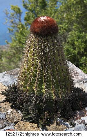 Turk's Cap Cactus (melocactus intortus); Shirley Heights, Antigua and Barbuda View Large Photo Image Stock Photograph - Turk's Cap Cactus (melocactus intortus); Shirley Heights, Antigua and Barbuda. Fotosearch