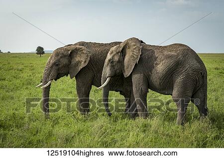 Stock Photograph - Two African elephants (Loxodonta africana) side-by-side in lush grassland, Serengeti National Park; Tanzania. Fotosearch