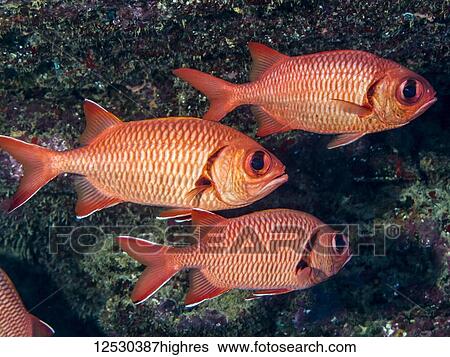 Two Bigscale Soldierfish (Myripristis berndti) and one Brick Soldierfish (Myripristis amaena) off Kauai, Hawaii, during the spring; Kauai, Hawaii, United States of America View Large Photo Image Stock Photograph - Two Bigscale Soldierfish (Myripristis berndti) and one Brick Soldierfish (Myripristis amaena) off Kauai, Hawaii, during the spring; Kauai, Hawaii, United States of America. Fotosearch