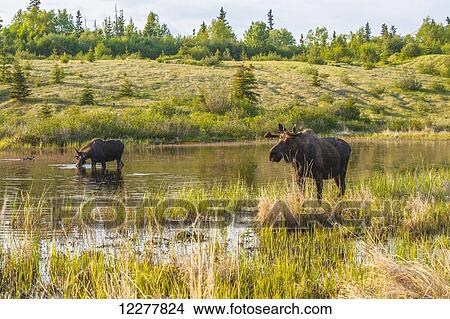 Two bull moose forages for food in a pond off the Coastal Trail in Kincaid Park, Anchorage, Southcentral Alaska. View Large Photo Image Picture - Two bull moose forages for food in a pond off the Coastal Trail in Kincaid Park, Anchorage, Southcentral Alaska.. Fotosearch
