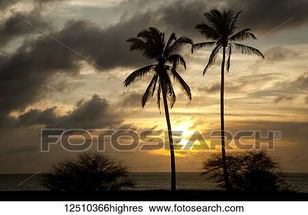 Two coconut palm trees with ocean and dramatic sky beyond at sunset, Papohaku Beach; Molokai, Hawaii, United States of America View Large Photo Image Stock Photograph - Two coconut palm trees with ocean and dramatic sky beyond at sunset, Papohaku Beach; Molokai, Hawaii, United States of America. Fotosearch