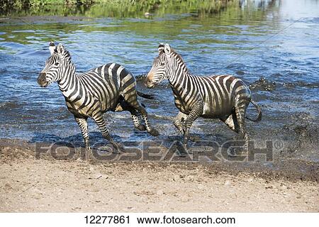 Two Common Zebras (Equus quagga) splashing through water in Serengeti National Park; Tanzania View Large Photo Image Stock Image - Two Common Zebras (Equus quagga) splashing through water in Serengeti National Park; Tanzania. Fotosearch
