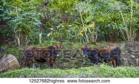 Stock Photograph - Two cows grazing on lush foliage; Sikkim, India. Fotosearch