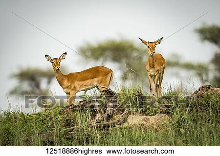 Two female impala (Aepyceros melampus) looking down from ridge, Serengeti National Park; Tanzania View Large Photo Image Stock Photograph - Two female impala (Aepyceros melampus) looking down from ridge, Serengeti National Park; Tanzania. Fotosearch