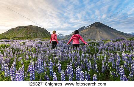 Stock Photograph - Two female tourists walk through a field of lupines towards the volcano mountains in the distance at sunset on a sunny summer evening; Iceland. Fotosearch