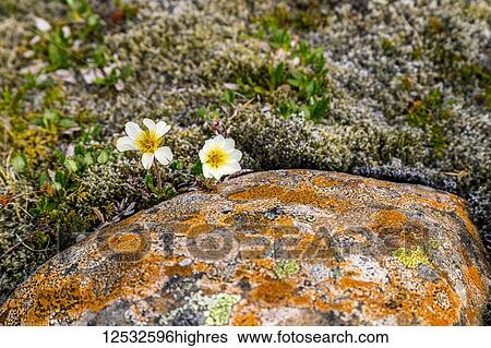 Two hardy white flowers emerge from a thick bed of moss and colourful lichen against the rocky landscape; Iceland View Large Photo Image Stock Photograph - Two hardy white flowers emerge from a thick bed of moss and colourful lichen against the rocky landscape; Iceland. Fotosearch