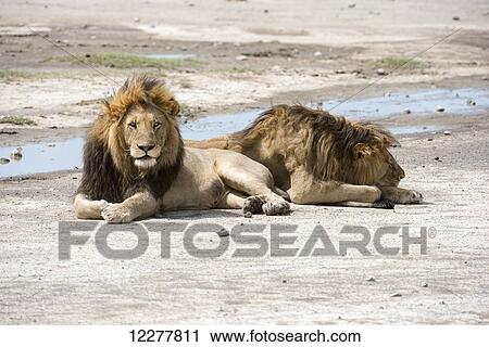 Stock Image - Two large, dark-maned male lions (Panthera leo) lying by water puddle near Ndutu, Ngorongoro Crater Conservation Area; Tanzania. Fotosearch
