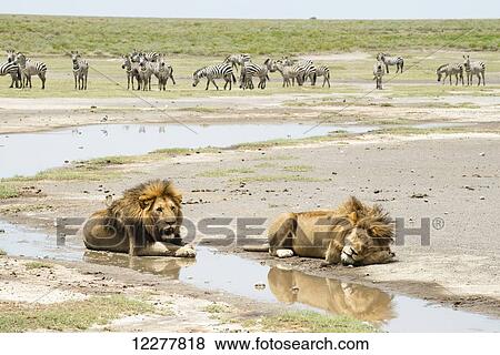 Stock Photo - Two large, dark-maned male lions (panthera leo) lying by water while herd of Common Zebras (Equus quagga) watches from a distance, near Ndutu, Ngorongoro Crater Conservation Area; Tanzania. Fotosearch