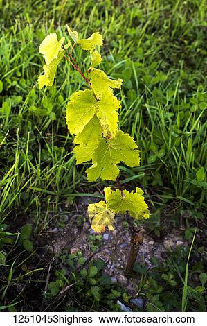 Stock Photograph - Two month growth of St. Pepin grape vines after planting; Shefford, Quebec, Canada. Fotosearch