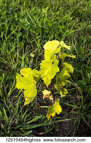 Stock Photograph - Two month growth of St. Pepin grape vines after planting; Shefford, Quebec, Canada. Fotosearch